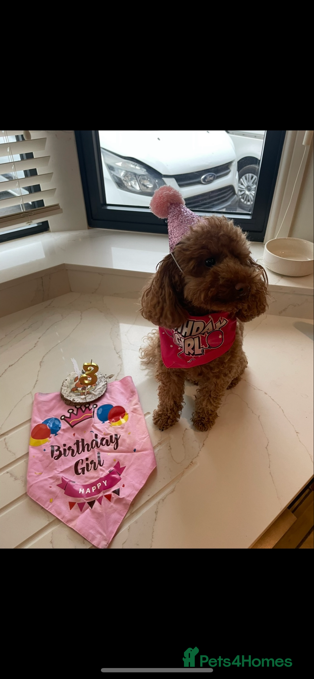 Toy Poodle dogs for sale: 5* Champion Bloodline  Asian Toy Poodles - Advert 7