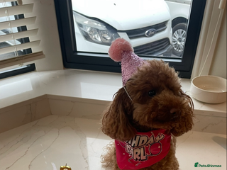 Toy Poodle dogs 5* Champion Bloodline Teacup Asian Toy Poodles - Advert 1