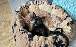 Mixed Breed cats for sale: Gorgeous Kittens - Image 1