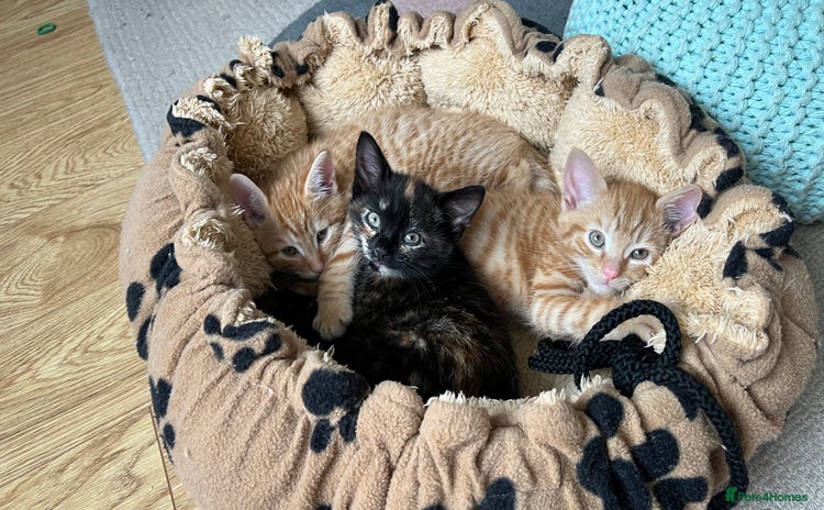 Mixed Breed cats - Advert 1