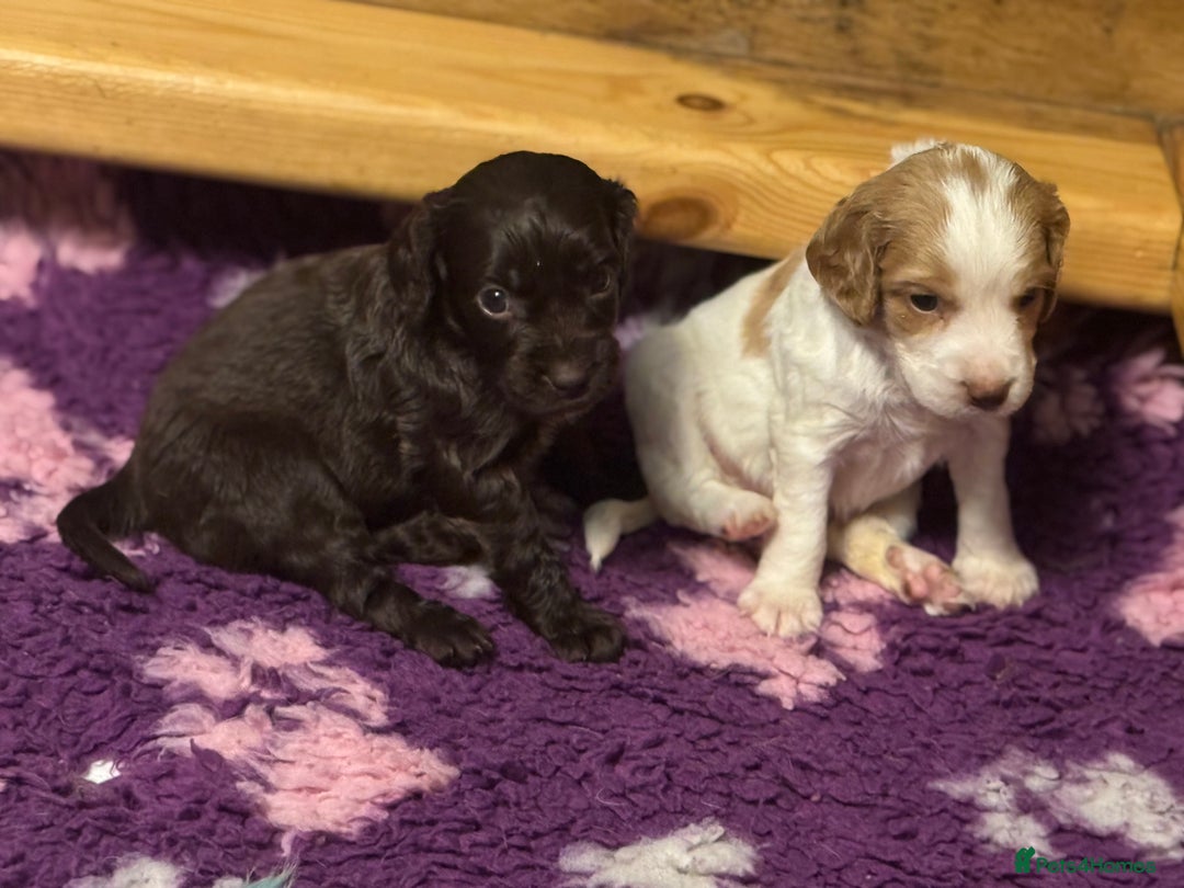 Cocker Spaniel dogs for sale: Cocker spaniel pups  - Image 4