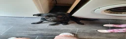 Labrador Retriever dogs for sale: With heavy heart - Advert 2