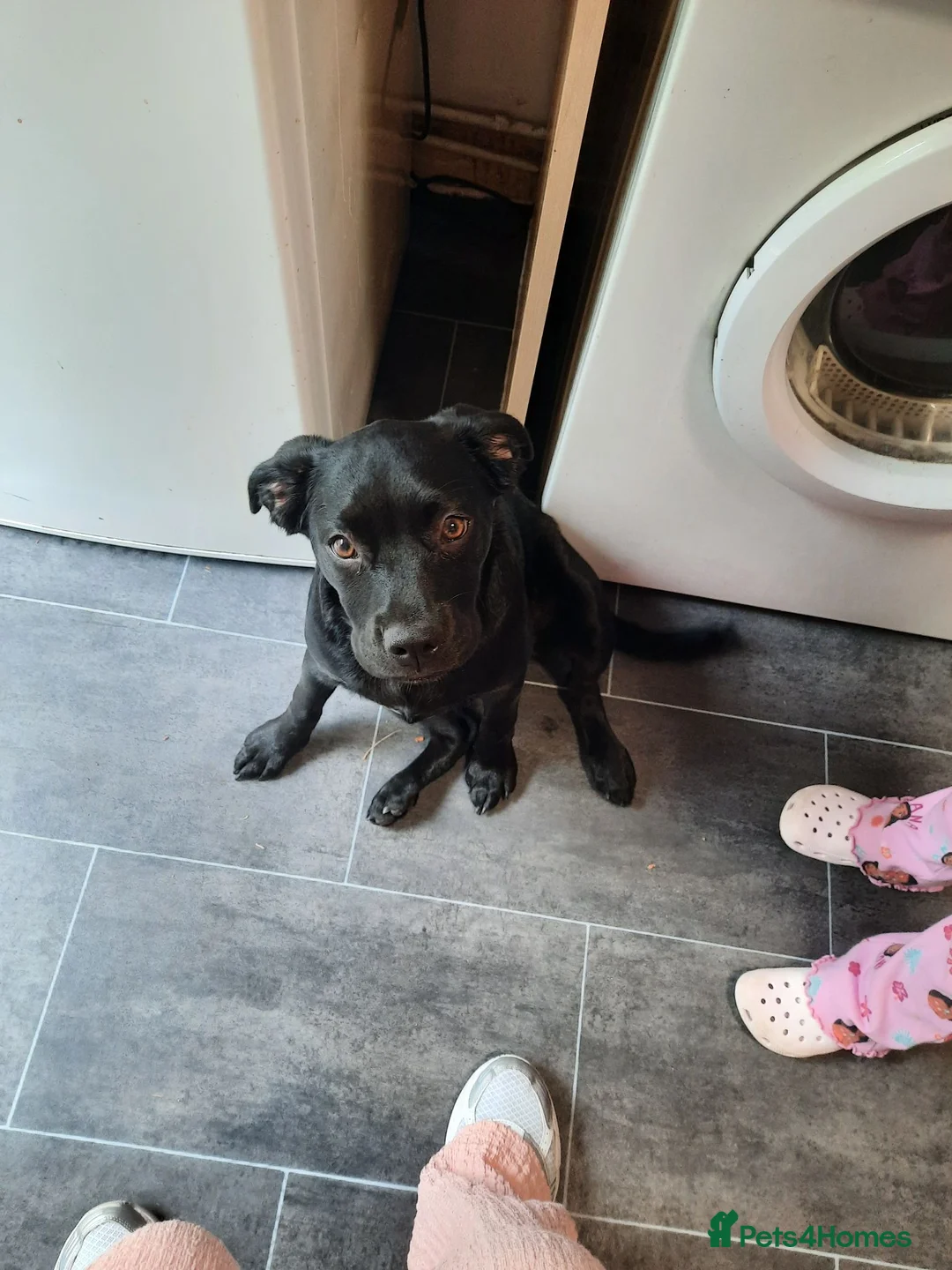 Labrador Retriever dogs for sale: With heavy heart - Advert 2