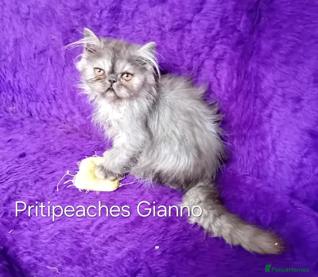 Persian cats for sale: Gccf Registered Persian Kittens  - Advert 2