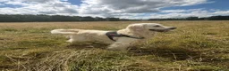 Golden Retriever dogs for sale: Outstanding KC Reg Golden Retriever Puppies - Advert 24