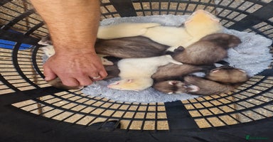 Ferret rodents - Advert 11