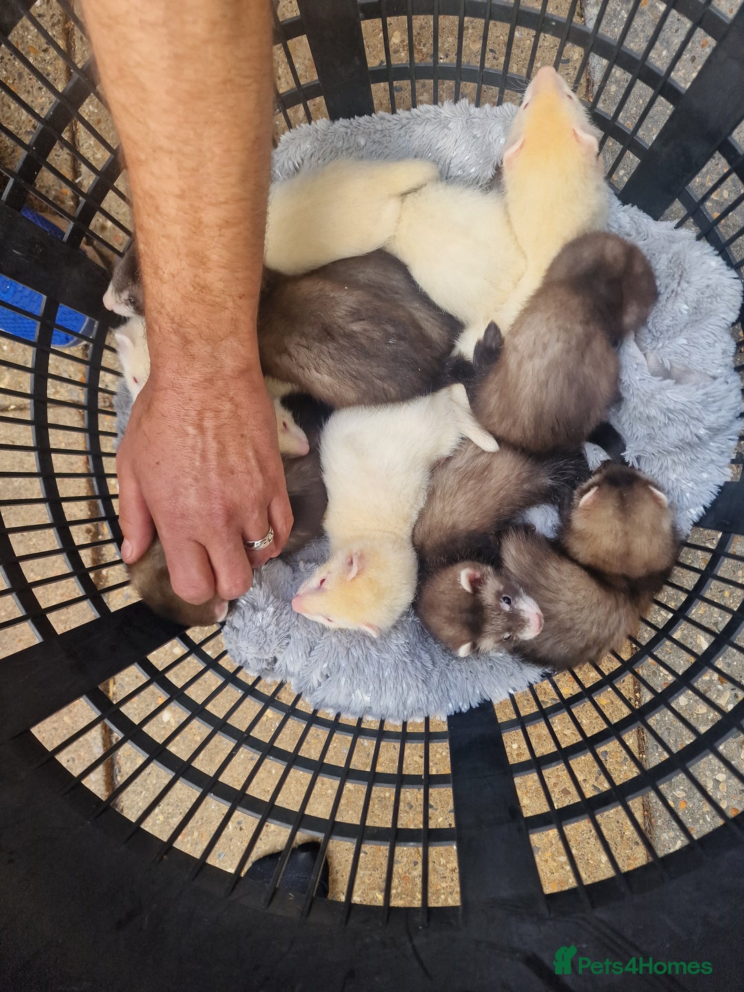 Ferret rodents for sale: Ferret kits Last Albino jill - Image 2