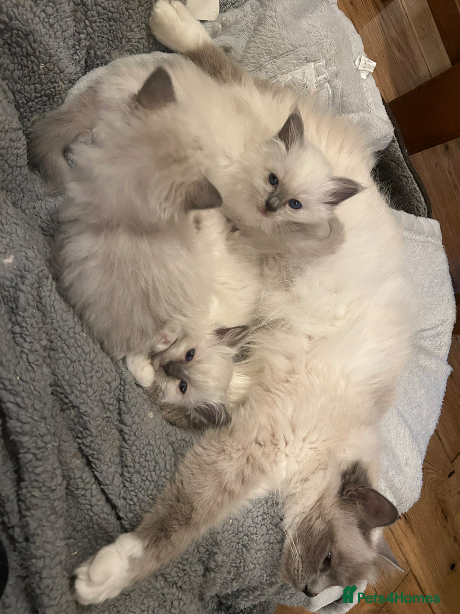 Birman cats GCCF Blue Point Birman girl (Only 1 Girl Left) - Advert 2