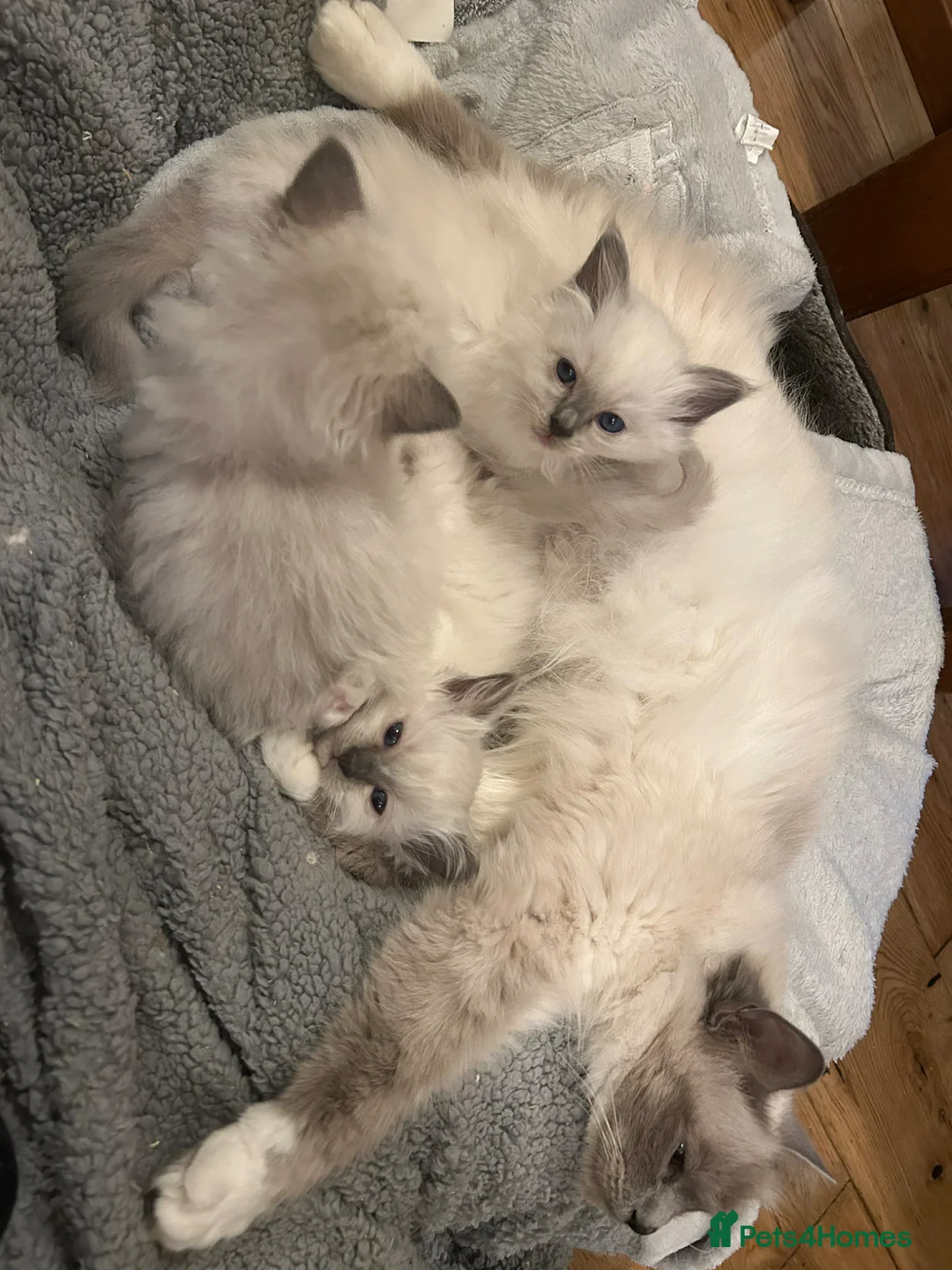 Birman cats for sale: GCCF Blue Point Birman girl (Only 1 Girl Left) - Advert 1