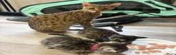 Savannah cats for sale: 🔥 Exceptional Savannah F3Kittens Rare Markings 🔥 - Advert 4