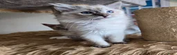 Ragdoll cats for sale: Gorgeous seal tabby male Ragdoll kittens  - Advert 19