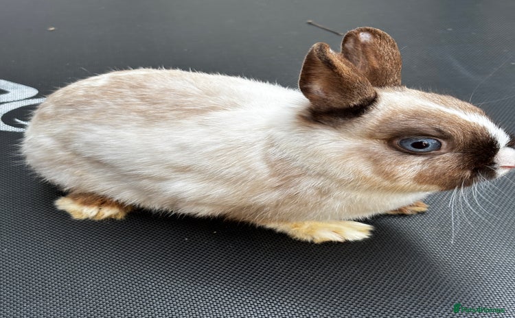 Netherland Dwarf rabbits - Advert 16