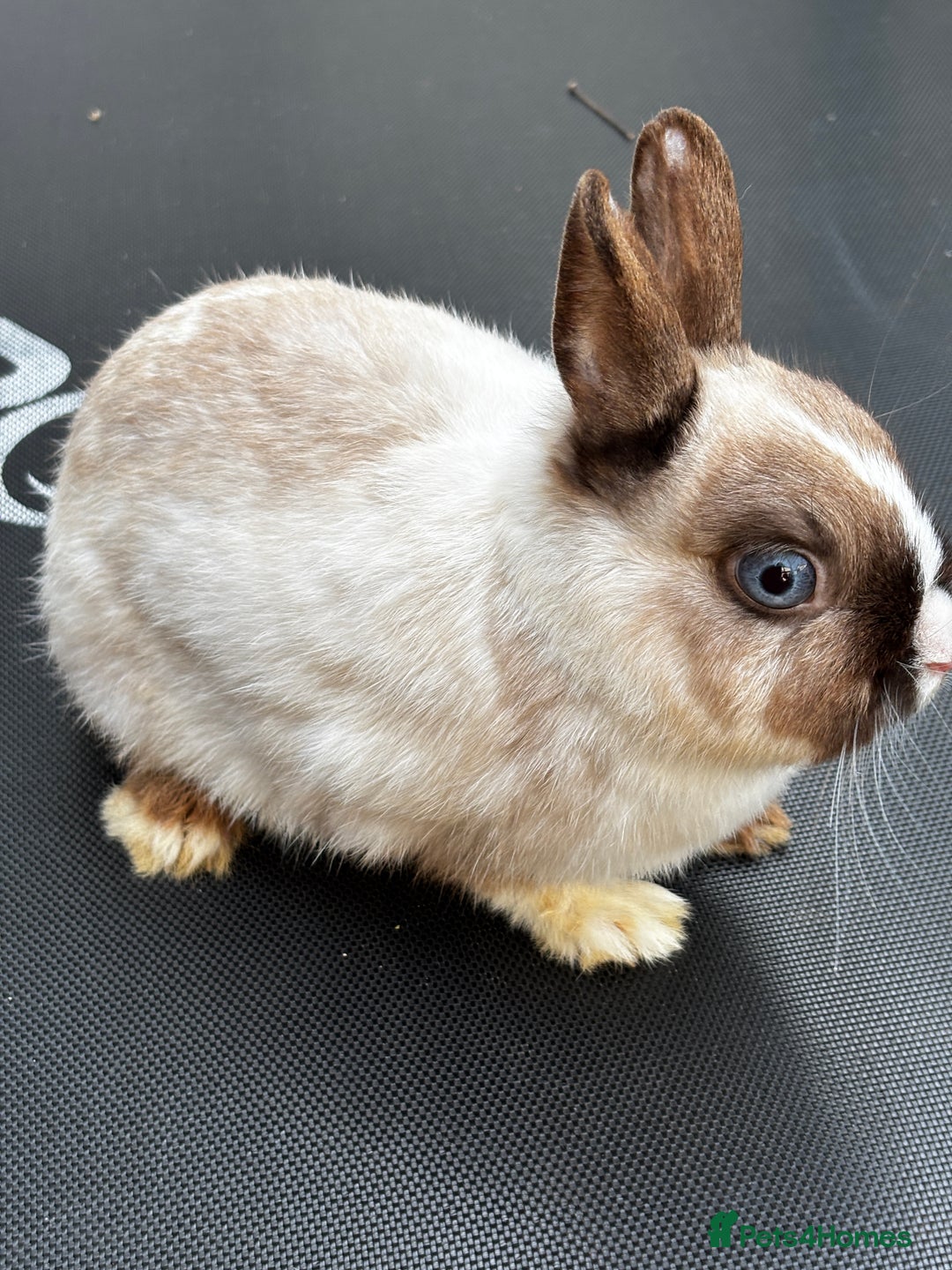 Netherland Dwarf rabbits for sale: Female and male rabbits - Image 1