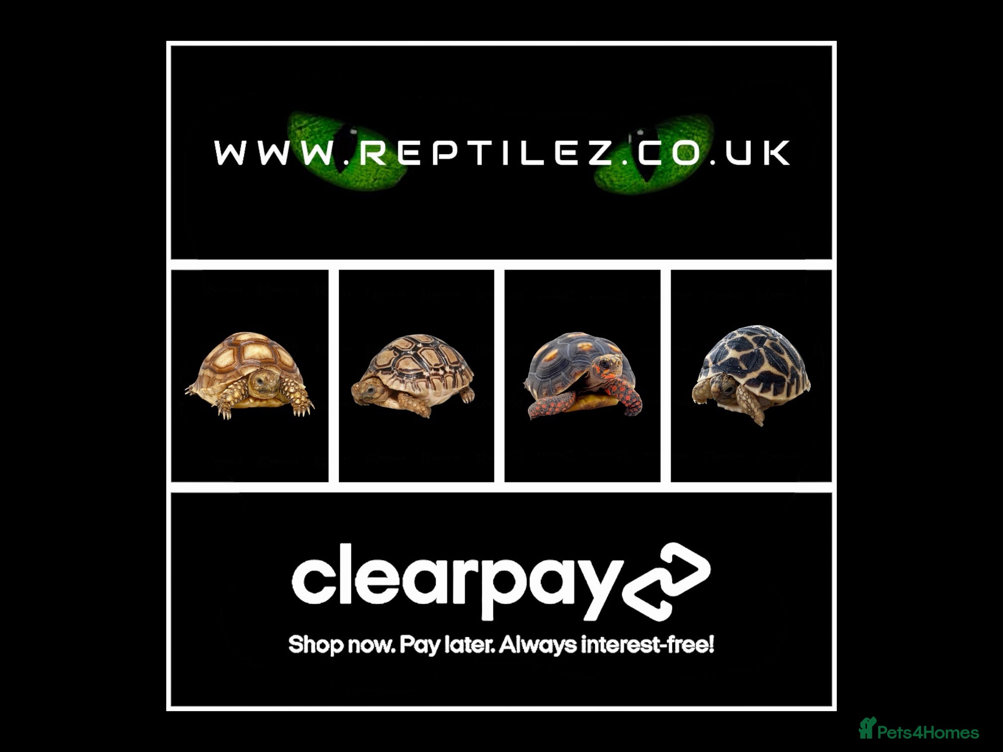 Tortoise reptiles TORTOISE BABIES - Advert 6