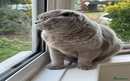 Scottish Fold cats for sale: Cross breed BSH and Scottish fold - Advert 7
