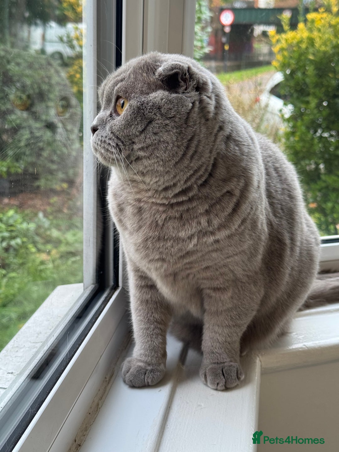 Scottish Fold cats for sale: Cross breed BSH and Scottish fold - Advert 7