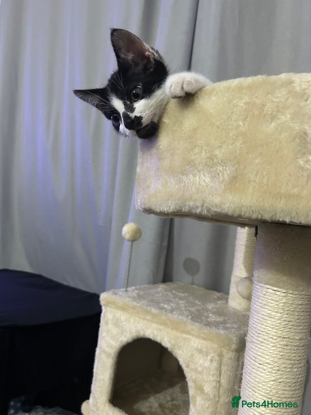 Domestic Shorthair cats for sale: Male kitten - Advert 6