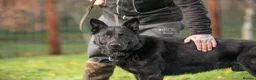 German Shepherd dogs for sale: Top Working Line KC GSD  - Advert 11