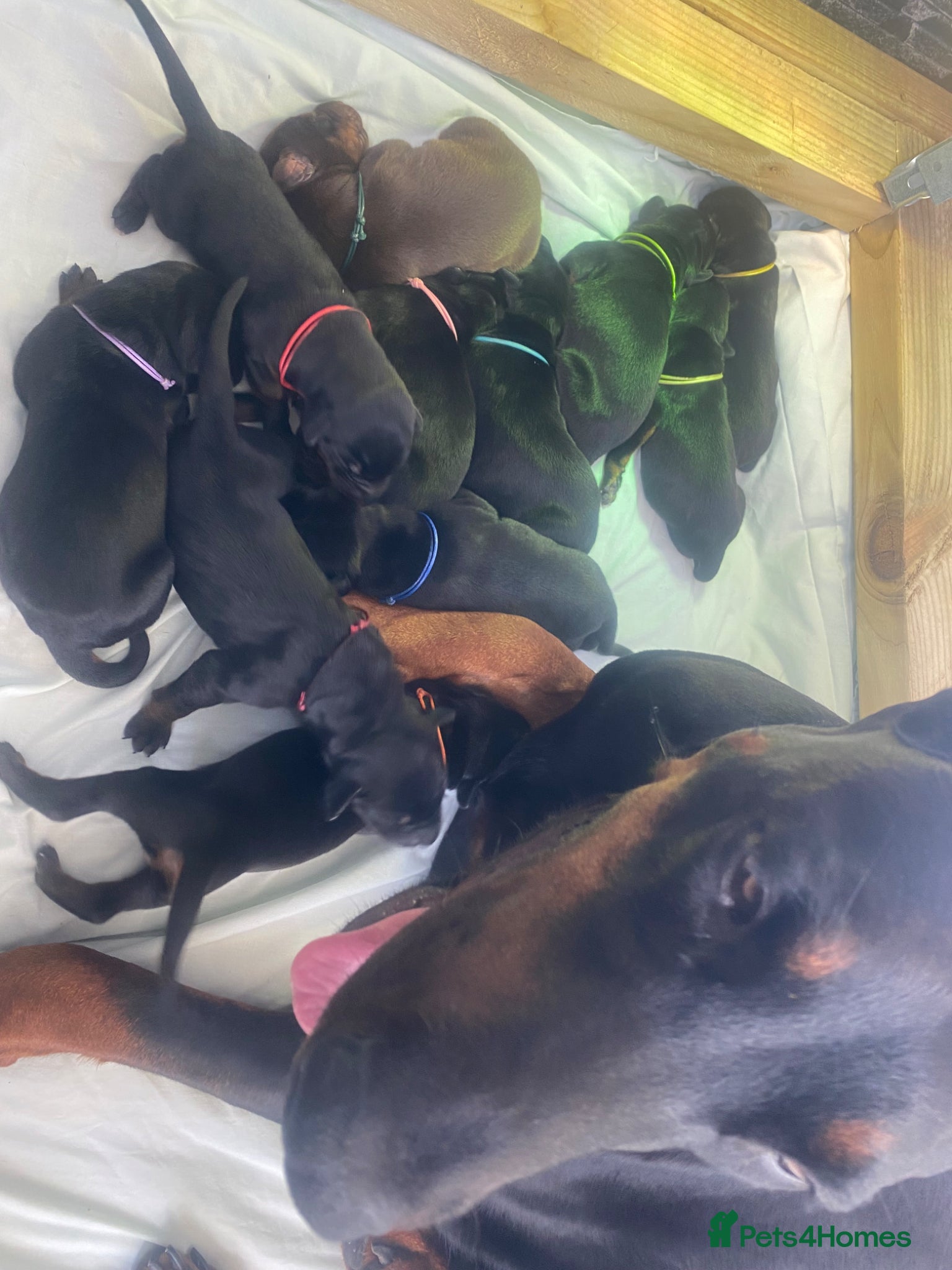 Dobermann dogs Doberman puppies - Advert 9