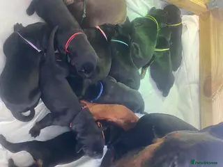 Dobermann dogs Doberman puppies - Advert 9