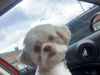 Shihpoo dogs - Advert 18