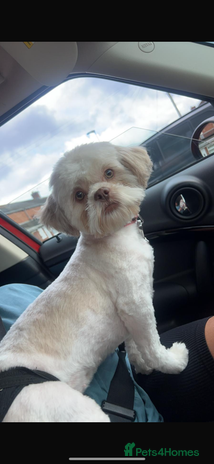 Shihpoo dogs - Advert 5