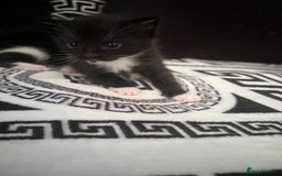 Mixed Breed cats for sale: Toxido kittens  - Image 25