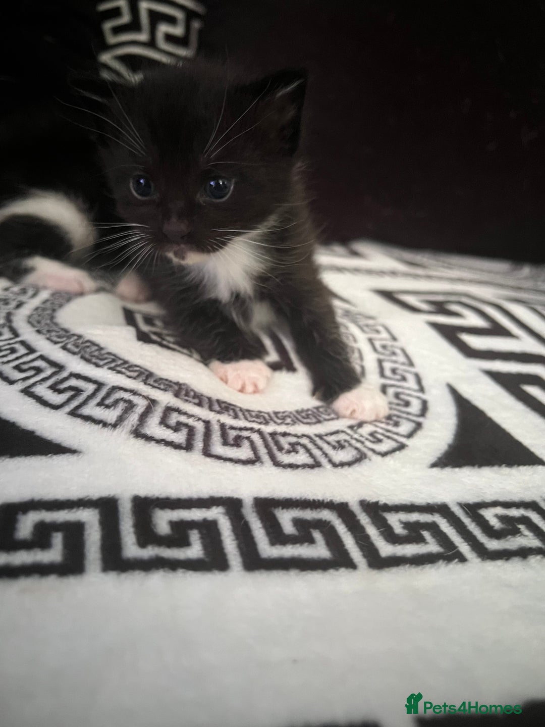 Mixed Breed cats for sale: Toxido kittens  - Image 25