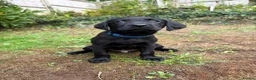 Labrador Retriever dogs for sale: Black Labs Ready to Go! in Plymouth - Advert 3