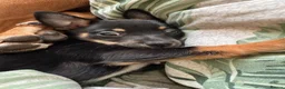 Jack Chi dogs for sale: Skye  - Advert 14