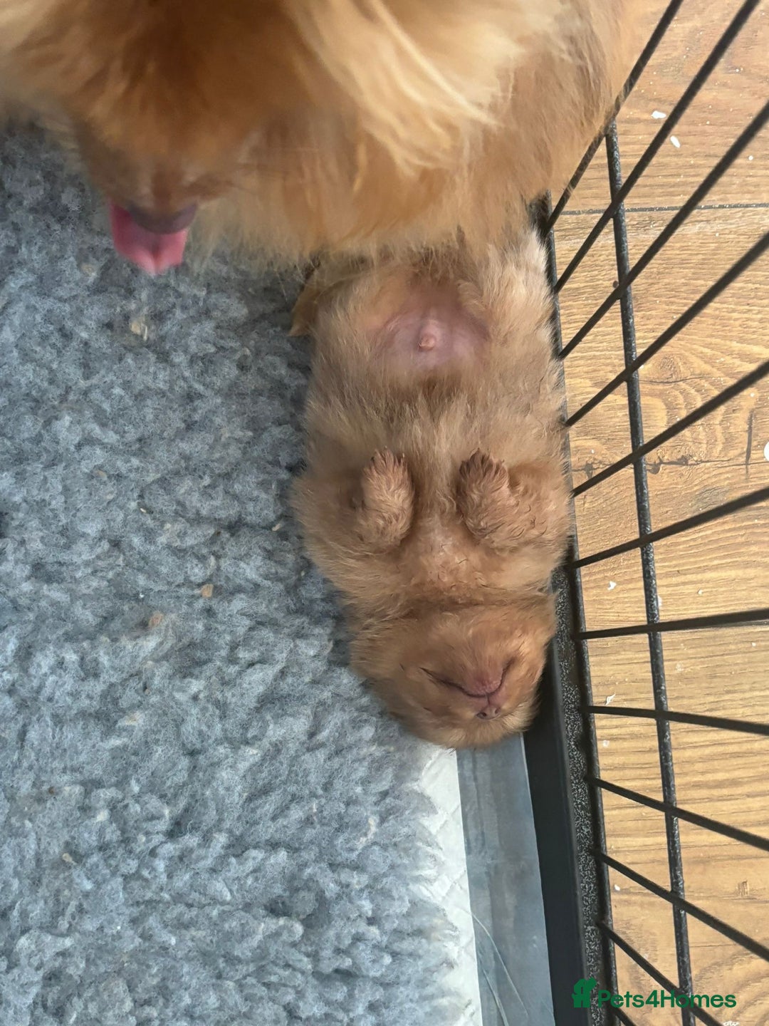 Pomeranian dogs for sale: Mini Pomeranians - Image 12