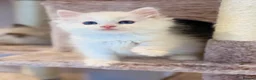 Mixed Breed cats for sale: Beautiful Ragdoll x Persian kittens  - Advert 13