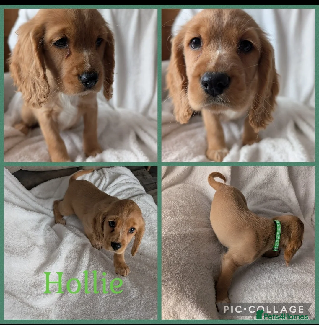 Cocker Spaniel dogs for sale: Cockerspaniel puppies ready soon! - Advert 6