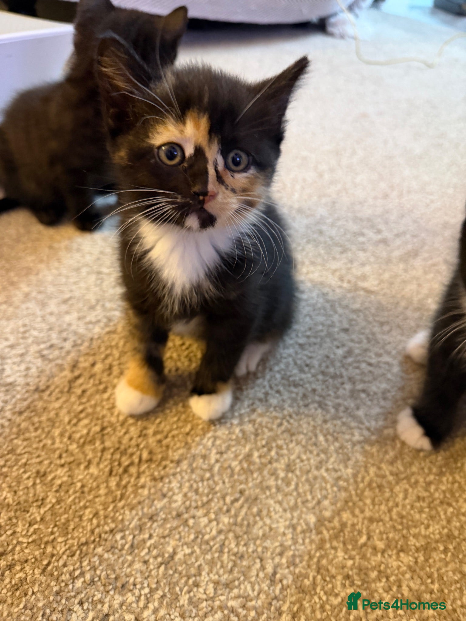 British Shorthair cats 🐾 6 Adorable Kittens Looking for Loving  Homes  - Advert 8