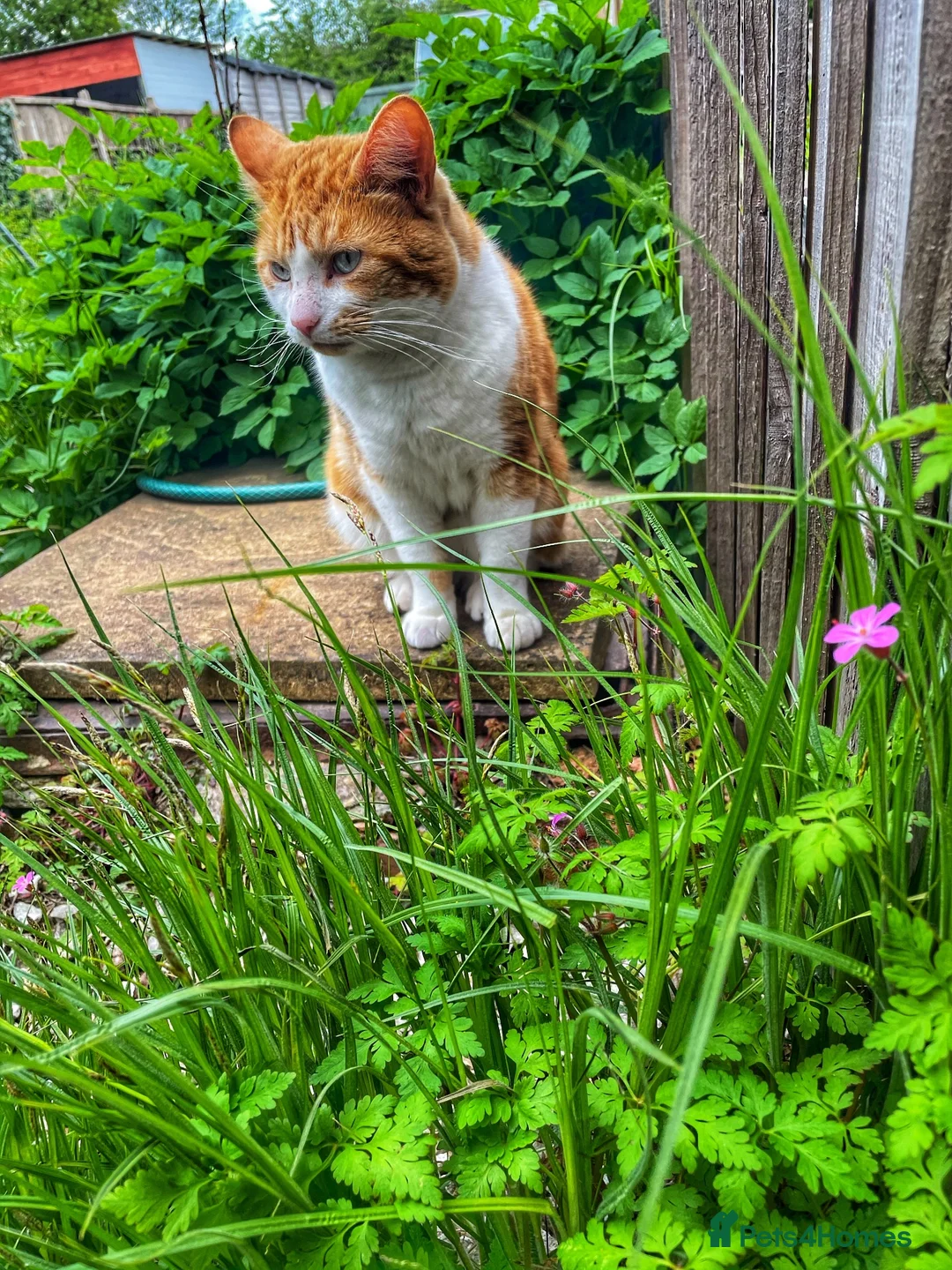 Mixed Breed cats for sale: Ronnie Looking for a New Loving Home 🐈 in Coventry - Advert 2