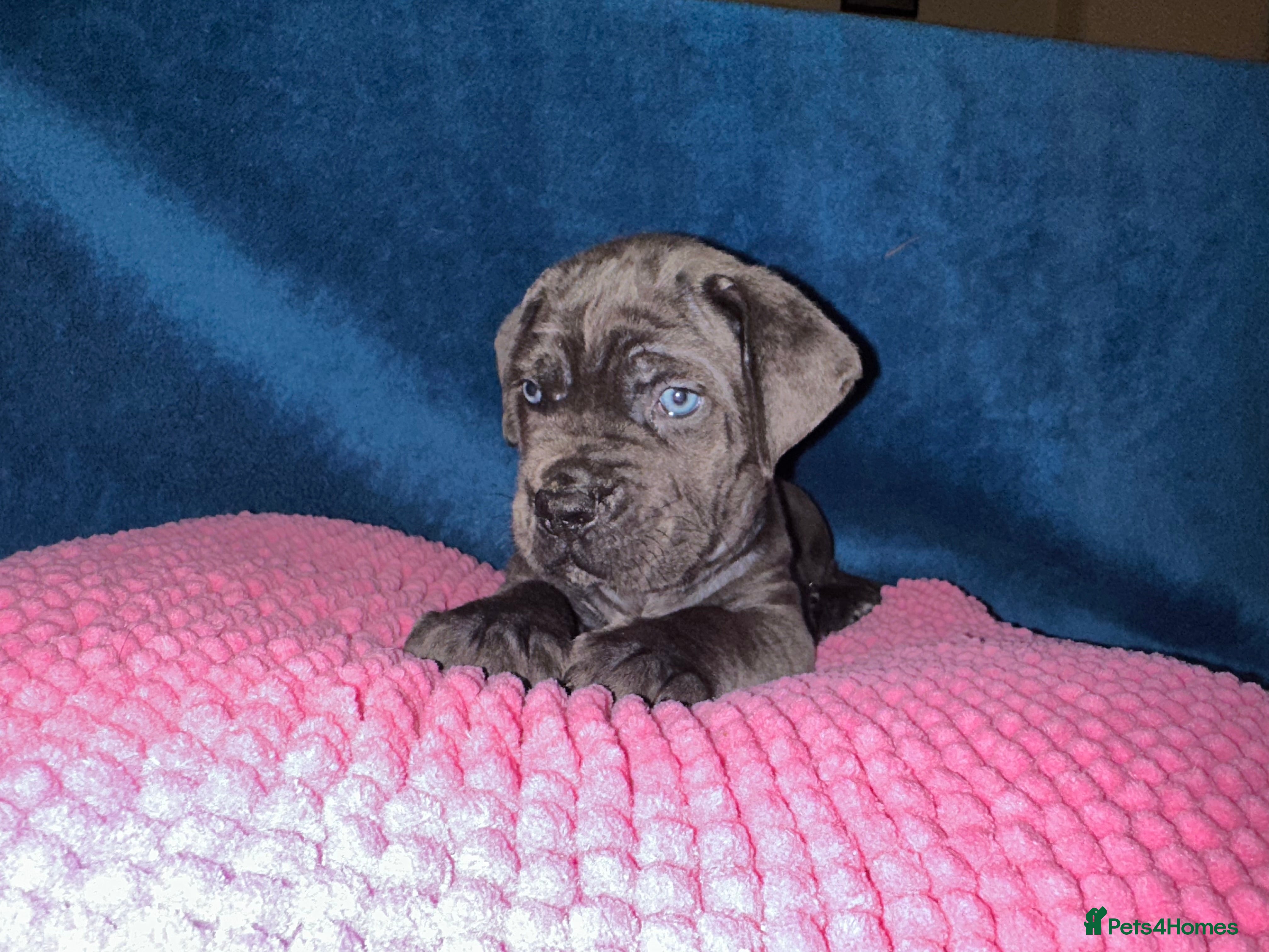 Cane Corso dogs Full bloodline Cane Corso Italiano FCI - Advert 2