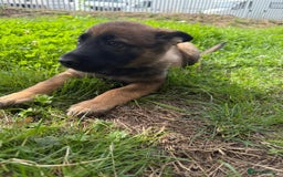 German Shepherd dogs for sale: Germany 🇩🇪 shepherd puppies dogs 🐕 big boned - Image 7