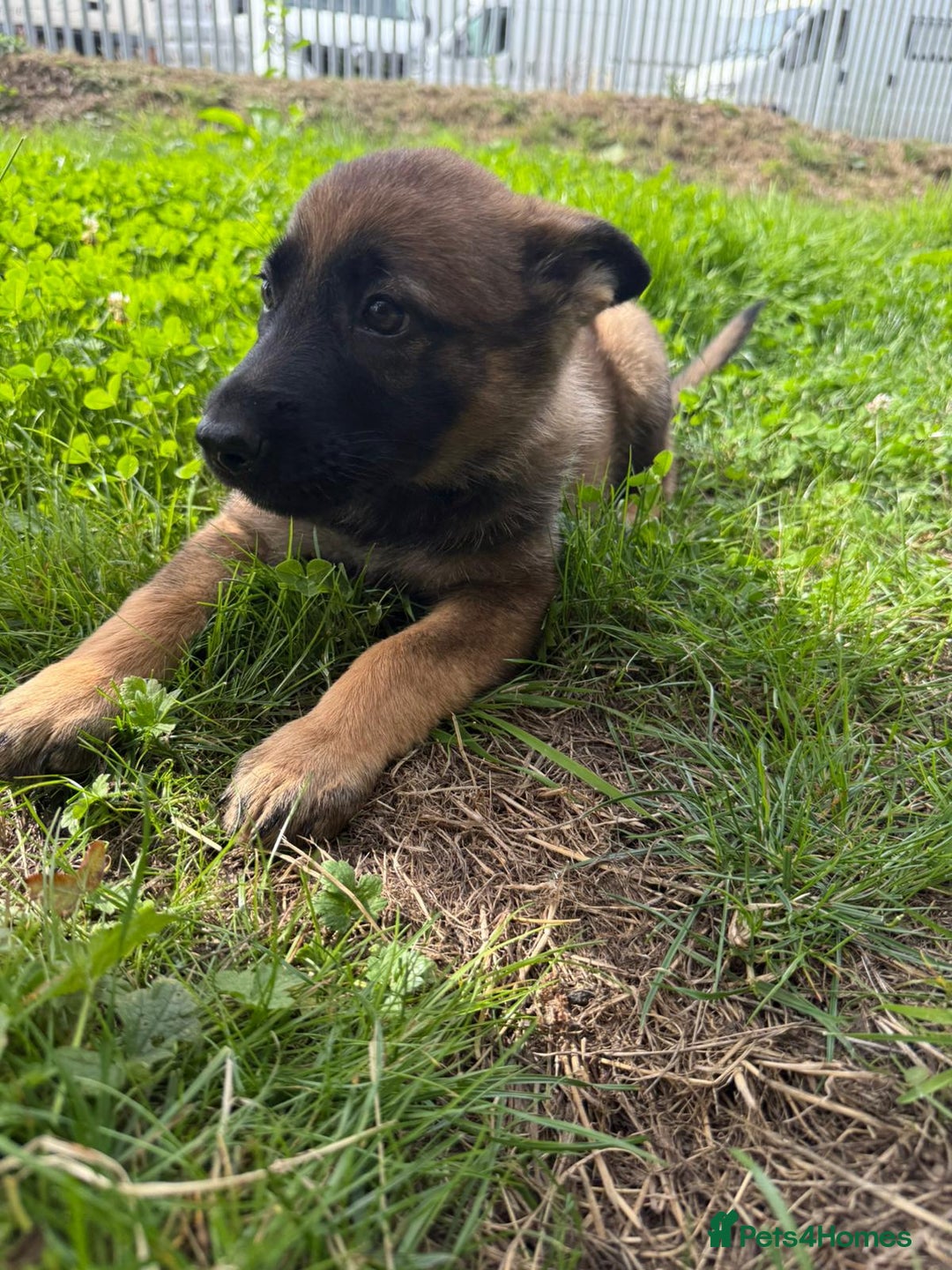 German Shepherd dogs for sale: Germany 🇩🇪 shepherd puppies dogs 🐕 big boned - Image 7