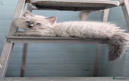 Ragdoll cats for sale: ** 1 last stunning ragdoll kitten available** - Image 1