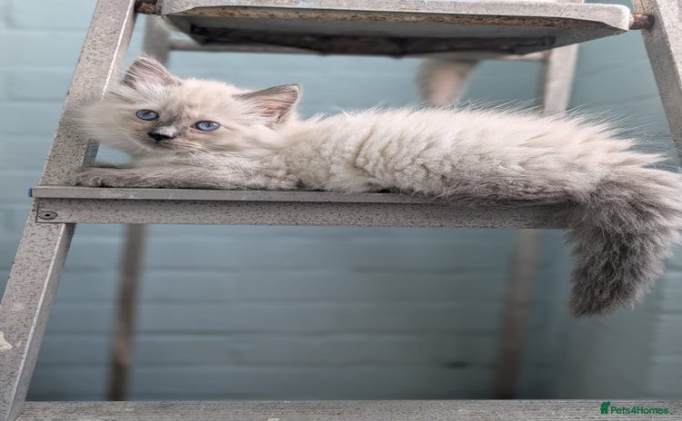 Ragdoll cats - Advert 5