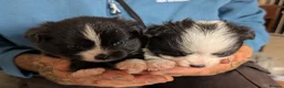 Pomchi dogs for sale: Stunning Pomchi babies - Advert 13