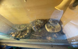 Gouramis fish for sale: 3 ball pythons  in Sutton-in-Ashfield - Image 1