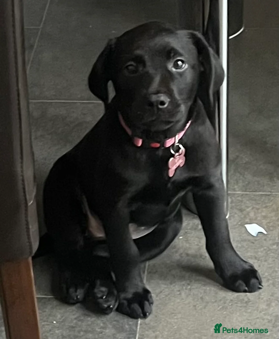 Labrador Retriever dogs for sale: Beautiful lab female  - Advert 22
