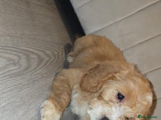 Goldendoodle dogs Goldendoodle puppies - Advert 3