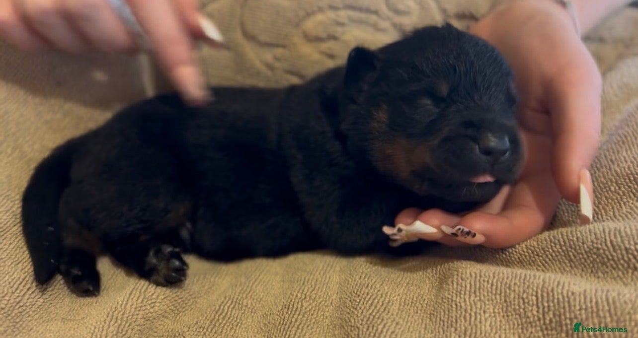 Rottweiler dogs Rottweilers kc reg fully hereditary tested - Advert 3