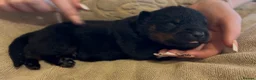 Rottweiler dogs for sale: Rottweilers kc reg fully hereditary tested - Advert 1