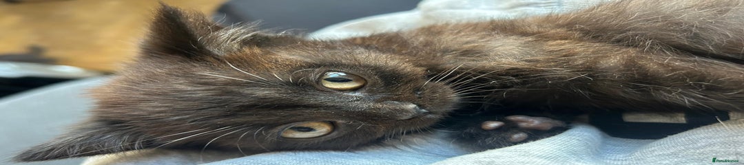 British Shorthair Kitten Male (Red)