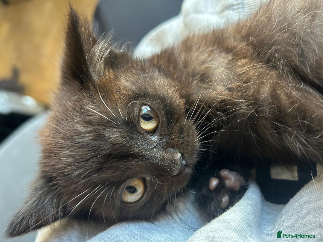 British Shorthair cats for sale: Champion GCCF Black British Shorthair Kittens - Image 18