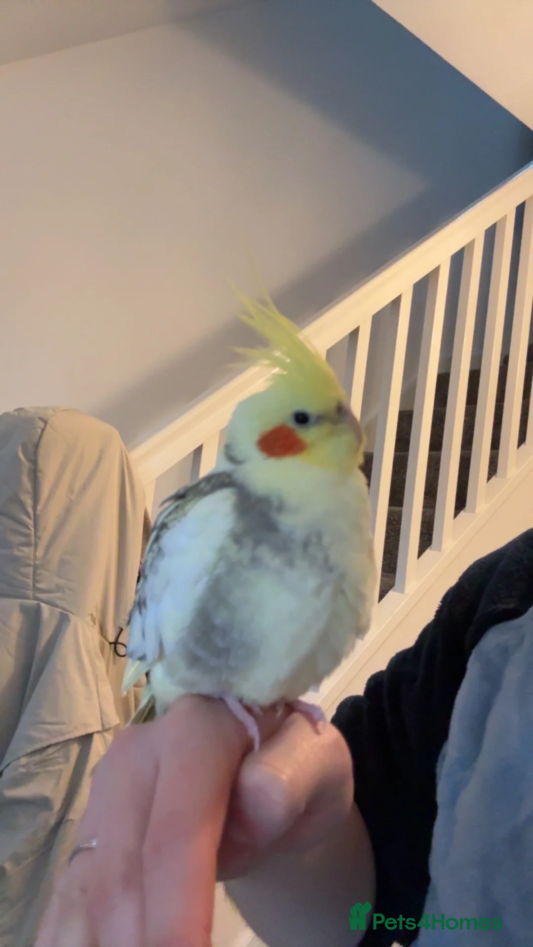 Cockatiels birds for sale: Reggie the cockatiel looking for a new home  - Advert 4