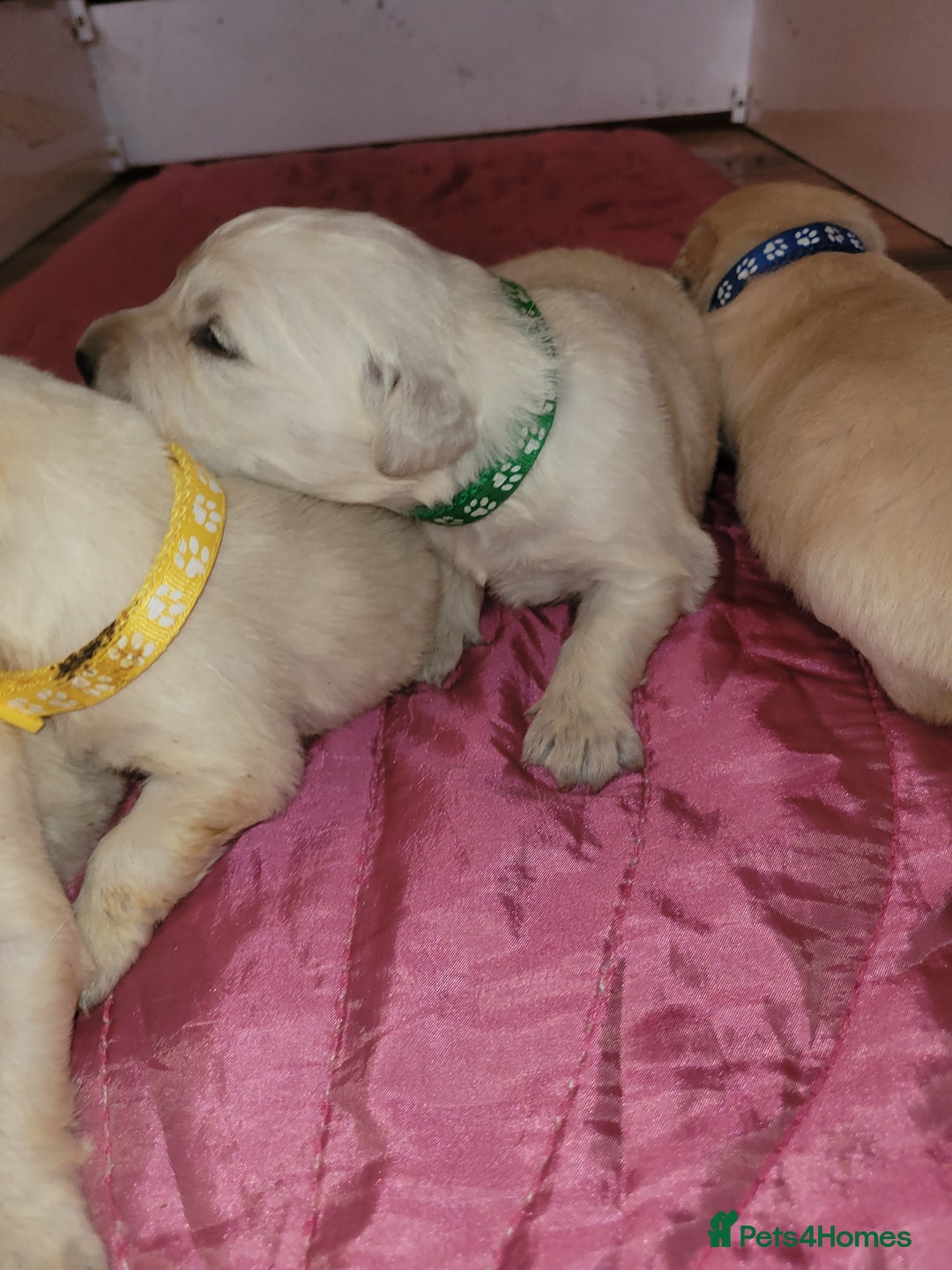 Golden Retriever dogs for sale: Golden Retriever - Advert 7